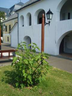 Sárospatak, Rákóczi u. 01. 25.kép.jpg Sárospatak, Rákóczi u. 01. 25.kép.jpg